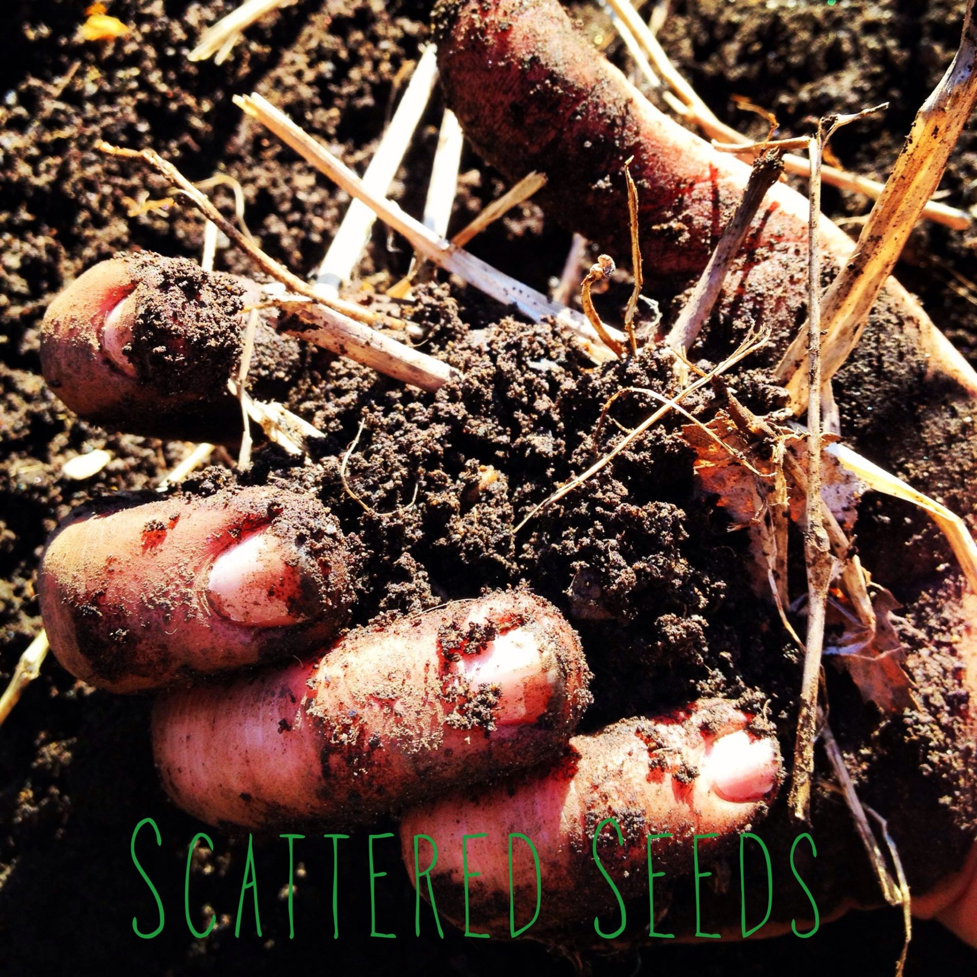scattered seeds.jpg